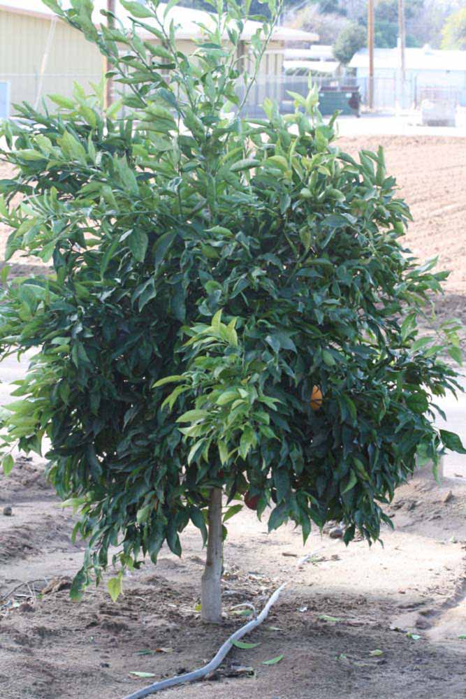               Habit (Boukhobza, Riverside, CA)   